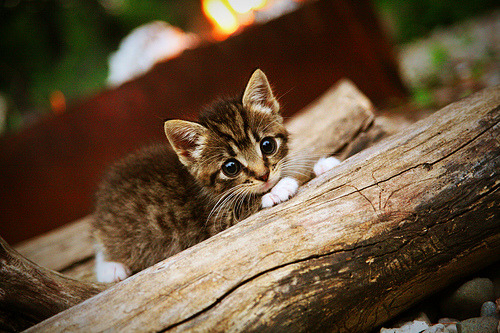 意甲焦点战，锋线艺术家苏亚雷斯破局之夜