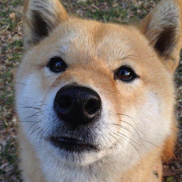 开云体育-本泽马加时赛关键先生，塞内加尔惊险取胜多特蒙德