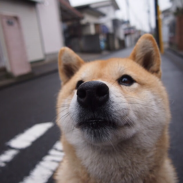 坎特,当法国大革命在莱比锡上演