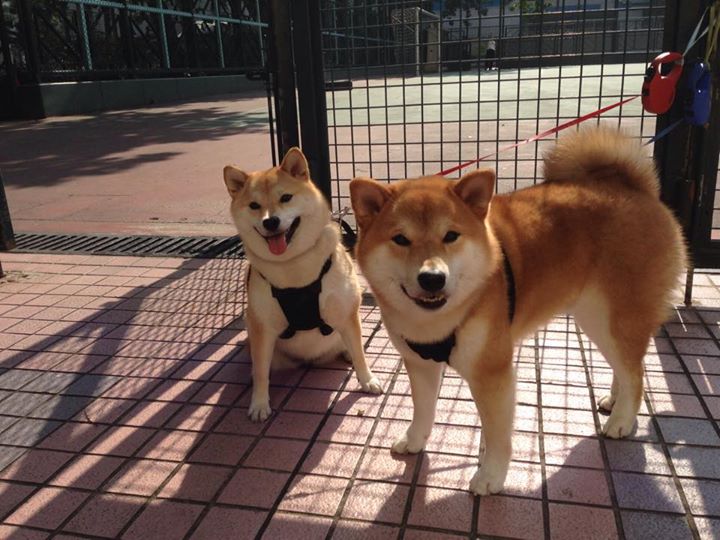 深海蓝与烈焰红，厄德高在混沌德比中雕刻的宁静