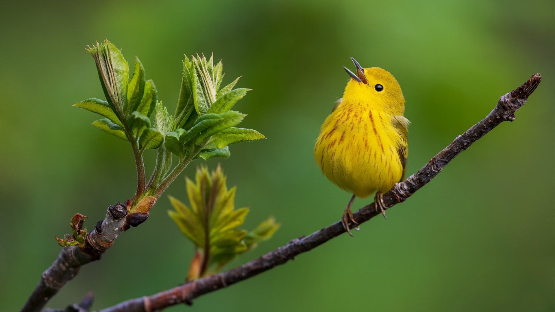 开云体育2026-黑马破冰！猛龙客场掀翻辽宁，西决生死战上演惊天逆袭