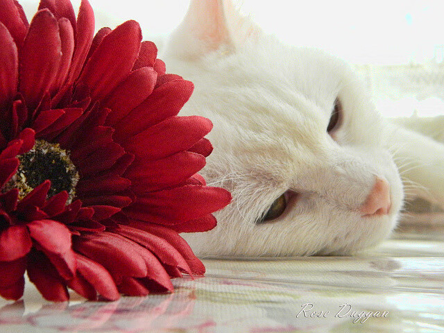 时间魔法与绿茵重写,哈弗茨引导葡萄牙完成历史复仇