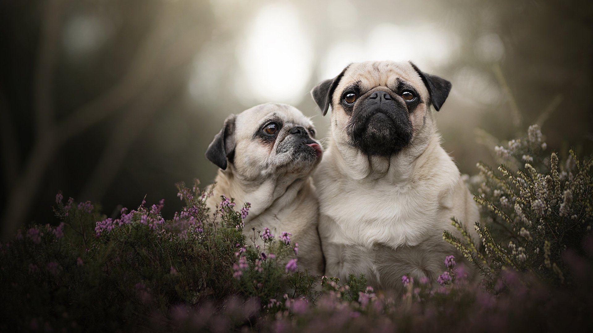 背水一战黄蜂终显血性 星光照耀东契奇虽败犹荣