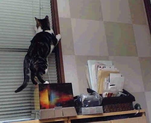 开云sport-绿军铁壁锁雷霆,哈利伯顿孤星难耀—一场定义团队至上的胜利