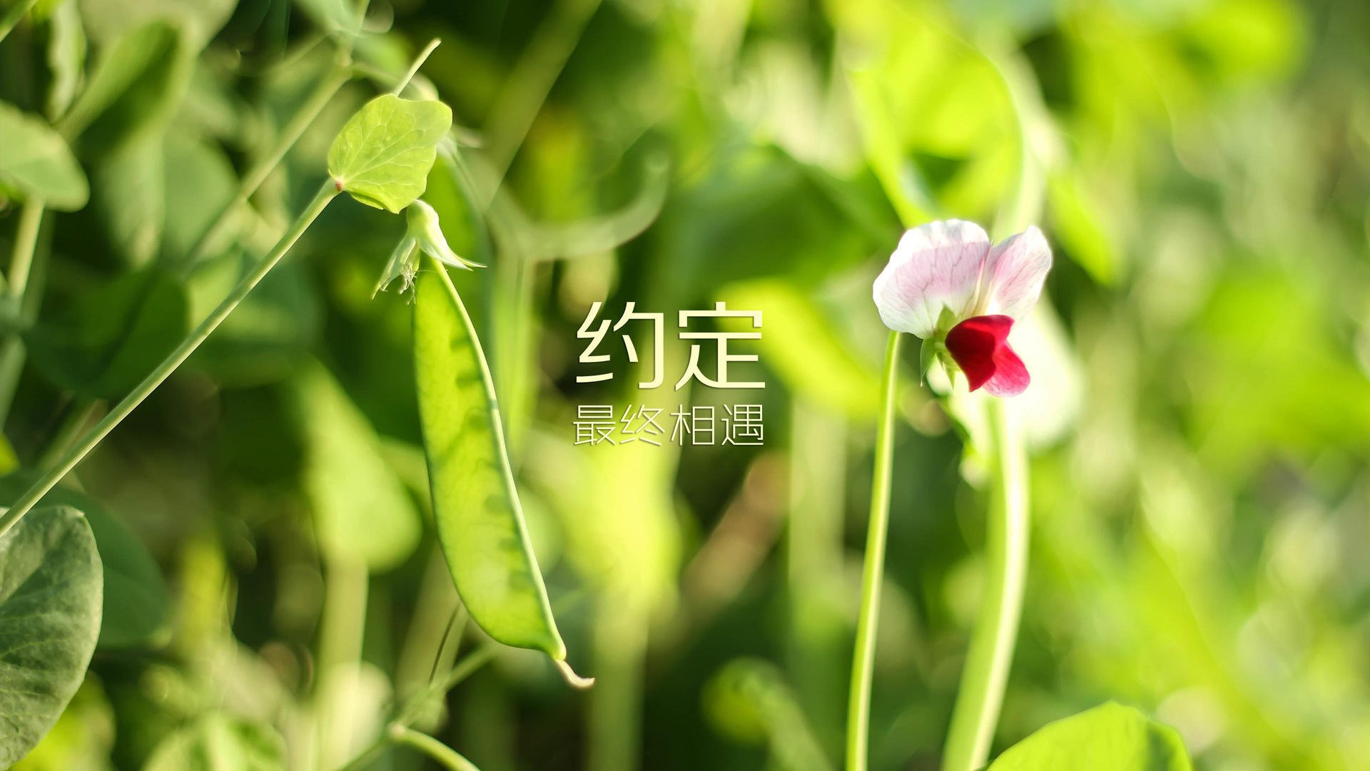 大漠孤烟与玫瑰风暴,2026世界杯,齐耶赫的魔幻弯刀刺穿巴尔干铁幕